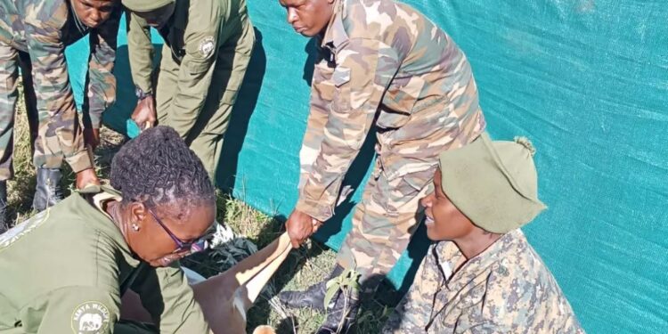 KWS cadets holding an antelope in a past relocation of exercise. PHOTO/KWS.