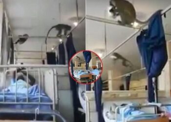 Screengrabs from the video showing monkeys invading a hospital ward.