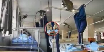 Screengrabs from the video showing monkeys invading a hospital ward.