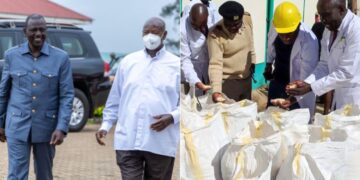 A photo collage of President William Ruto and Uganda's President Yoweri Museveni (left) and a photo of NCPB officials inspecting maize at a depot.