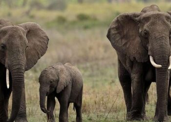 Botswana Threatens to Send 20,000 Elephants to Germany