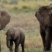 Botswana Threatens to Send 20,000 Elephants to Germany
