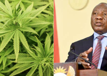 A photo of bhang and South Africa President Cyril Ramaphosa. PHOTO/ Courtesy