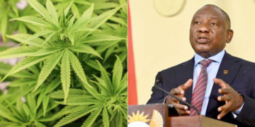 A photo of bhang and South Africa President Cyril Ramaphosa. PHOTO/ Courtesy