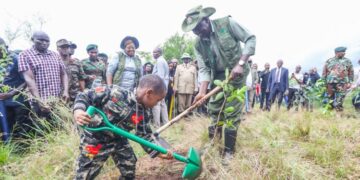 President William Ruto engaged in a tree planting exercise in Murang'a County. PHOTO/ William Ruto