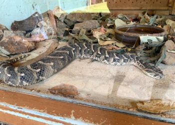 National Museum Clarifies Reports of Snakes Escaping from Snake Park