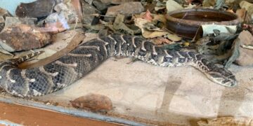 National Museum Clarifies Reports of Snakes Escaping from Snake Park