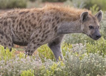 KWS officers were alerted about the roaming hyena in Embakasi at the Kenya Police campus.