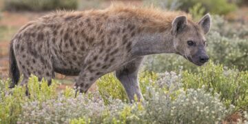 KWS officers were alerted about the roaming hyena in Embakasi at the Kenya Police campus.