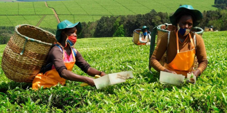 Workers operate a tea picking machine in one of the privately owned tea plantations in Kericho County.