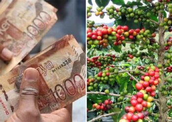 Collage of a person counting money & a coffee plant. PHOTO/Courtesy