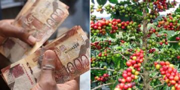 Collage of a person counting money & a coffee plant. PHOTO/Courtesy