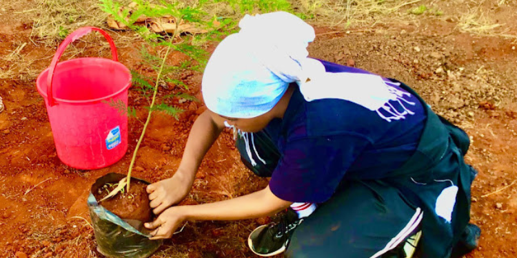 Halimah Mohamed planting a tree. Photo\Courtesy
