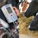 Cows Digital ID