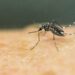 Yellow fever is transmitted by the same mosquitoes which spread Zika and dengue | AFP