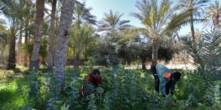Pioneers around an eco-lodge are reviving a remote oasis in Tunisia's desert with innovative projects | AFP