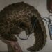 Wildlife rehabilitation Specialists check the vital signs of a trafficked rescued pangolin | AFP