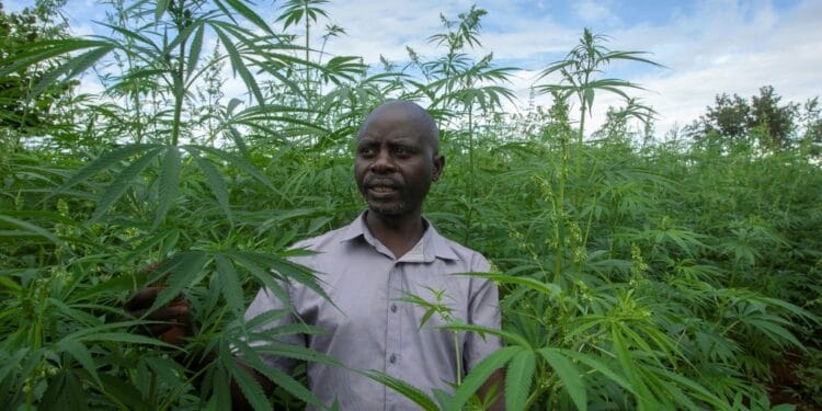 Malawi legalised cannabis farming for medicinal and industrial use in February 2020 | AFP