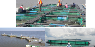 Cage fishing has become popular in Lake Victoria
