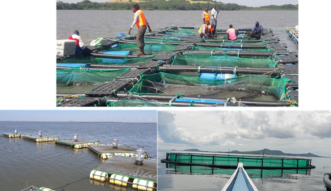 Cage fishing has become popular in Lake Victoria