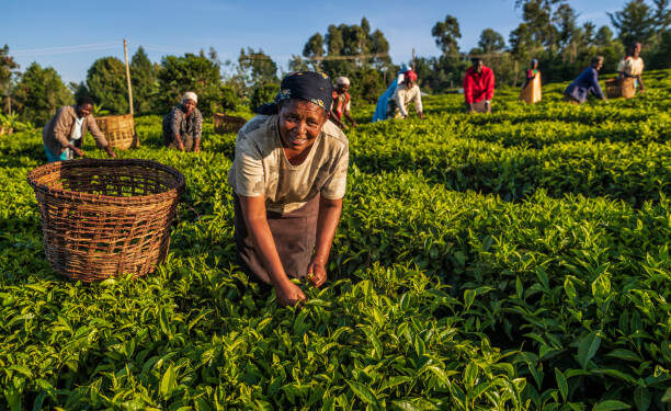 Kenya Ukraine Tea