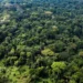 Peatland forest in the Congo basin. Photograph: Daniel Beltrá/Greenpeace