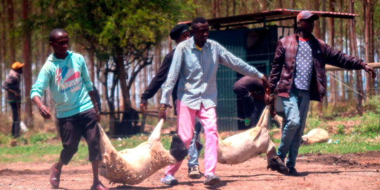On Monday, March 27, 2023, bandits invaded the Kenyatta family's Northlands City and made off with livestock. Invaders breached a fence in the Kamakis neighborhood along the Eastern Bypass and made their way into Northlands | Photo Courtesy