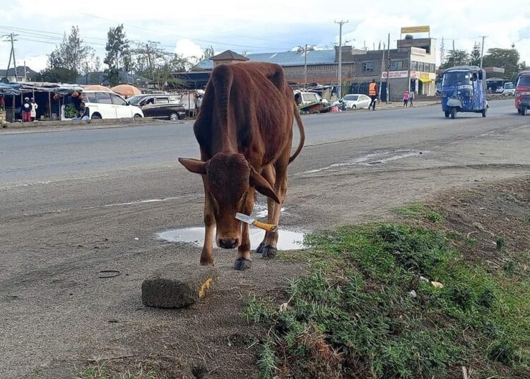 A photo of the cow stabbed by a woman in Kitengela.