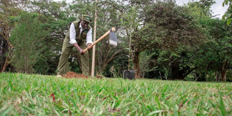 Kenya's President William Ruto planting trees. PHOTO/PCS. 