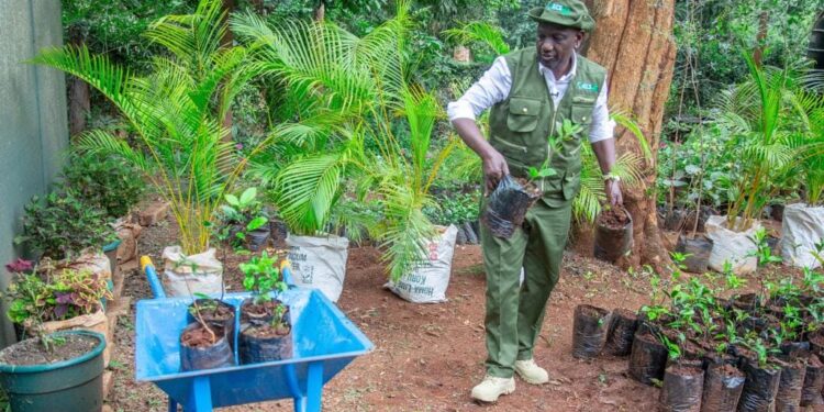 Mass Tree Planting: How to Do it Right