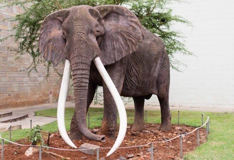 Google Celebrates Ahmed, the Mighty Kenyan Elephant