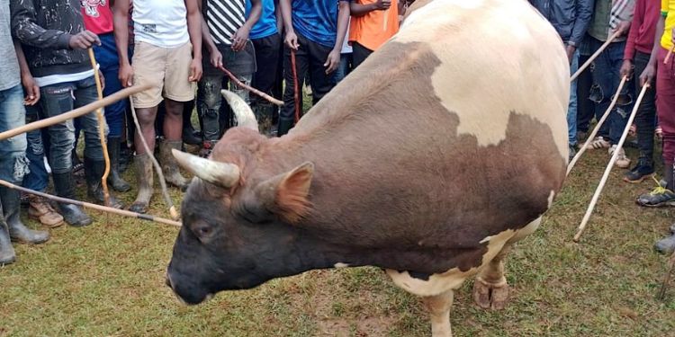 A bull used in a past bullfighting function in Kakamega County. 
