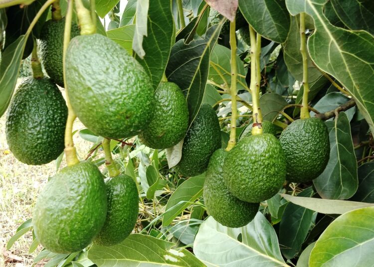 Govt Issues 7 Directives to Avocado Traders