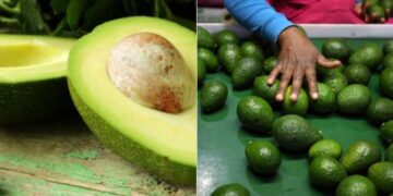A collage of a split avocado(Left) and  worker sorts avocados at a farm factory on June 14, 2018. PHOTO/Courtesy