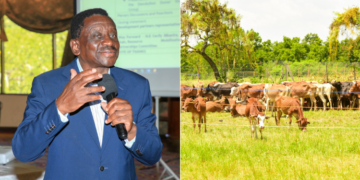 A collage photo of Siaya County Governor James Orengo with cattle distributed.