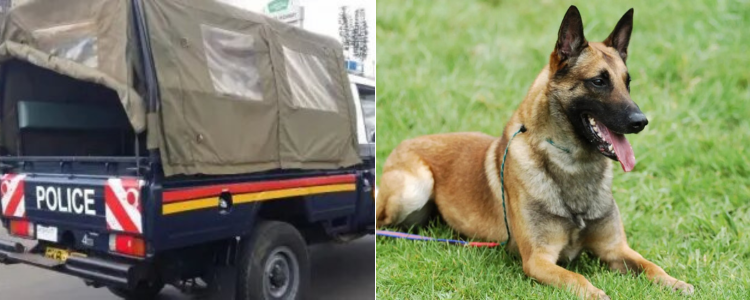 Details of Belgian Malinois Police Dog That Went Missing in Meru
