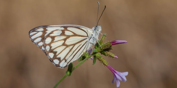 White Caper Butterflies