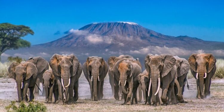 Governor Lenku Exposes Tanzania Over Elephant Killings Along Border