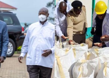 A photo collage of President William Ruto and Uganda's President Yoweri Museveni (left) and a photo of NCPB officials inspecting maize at a depot.