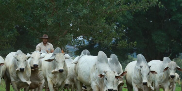 Details of Rare Cow That Costs Ksh 628 M 
