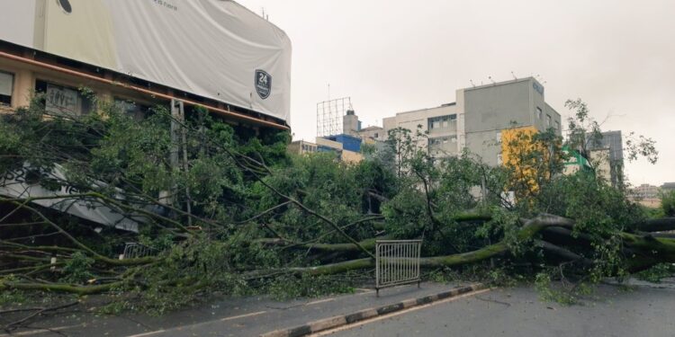 A fallen tree blocks the Moi Avenue in Nairobi CBD. 