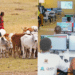 Side to side photo of Maasai youth tending to cattle and other Kenyan youth at an ICT Hub. Photo/Courtesy